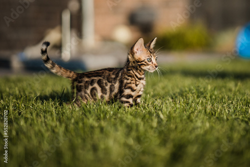 Bengal-katzen, Bengalkatze photo