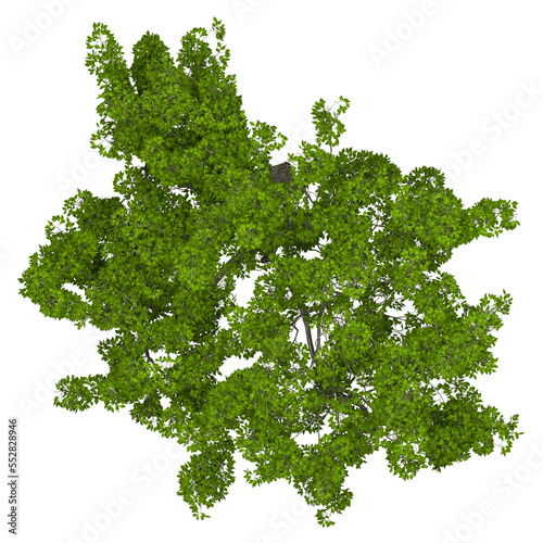 Generic Plant Tree PNG  in 4K Resolution for compositing and Background. With transparency alpha channel.  8K