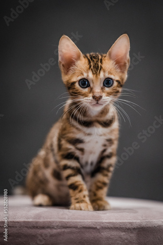 Wallpaper Mural Bengal-katzen, Bengalkatze Torontodigital.ca