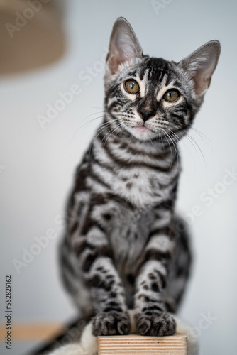 Bengal-katzen, Bengalkatze