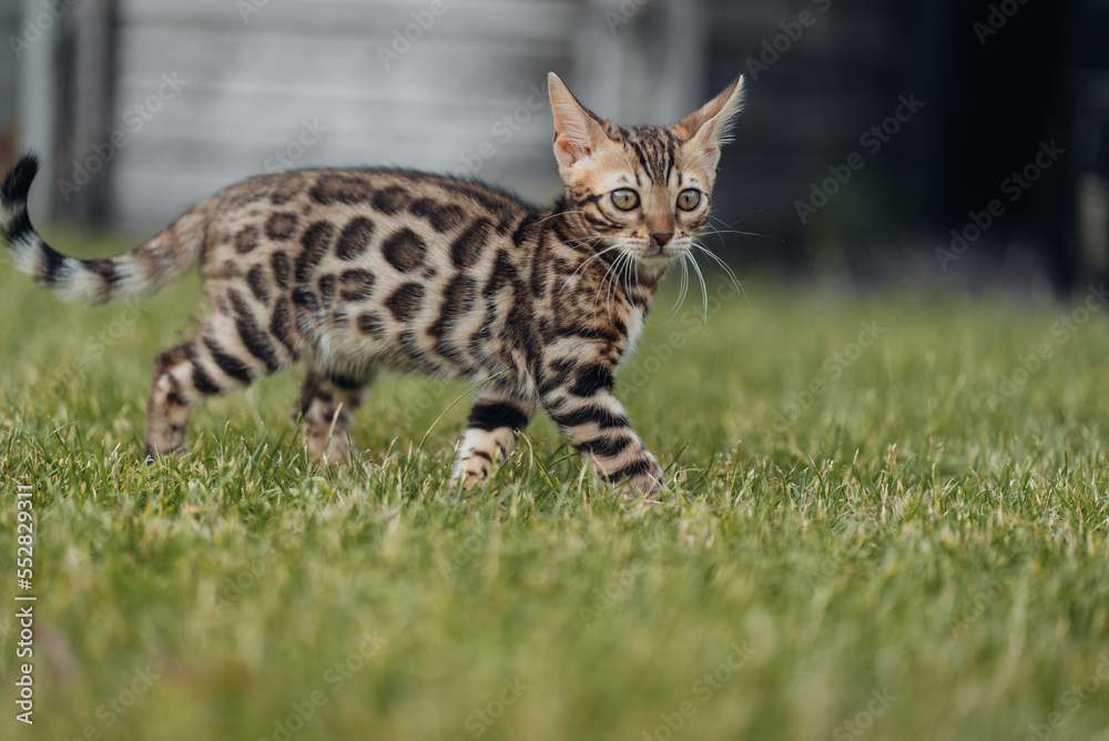 Bengal-katzen, Bengalkatze