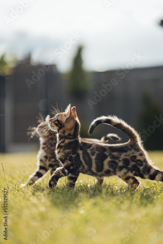 Bengal-katzen, Bengalkatze photo