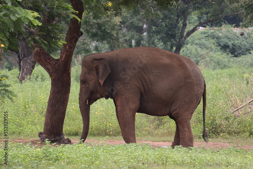  An Indian giant Elephent staying in Chennai's zoo.