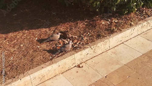 Three turtle doves eat bread on the side of the sidewalk in Antalya, Turkey. Video 9 seconds. Feeding wild birds in the city with junk food photo