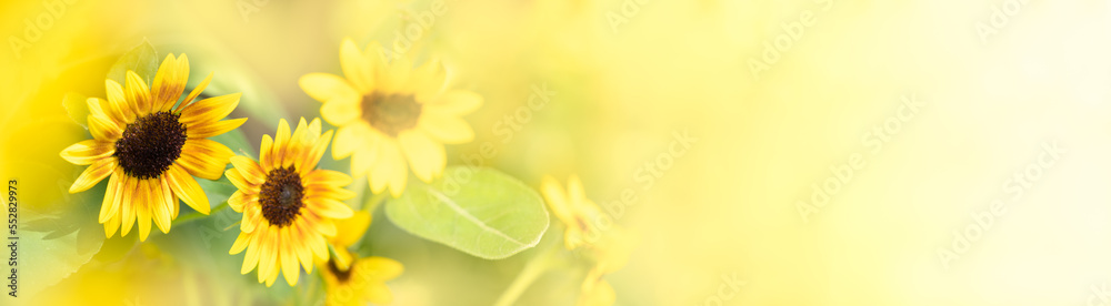 Nature of flower in garden using as background natural flora cover page or banner template brochure landing page design