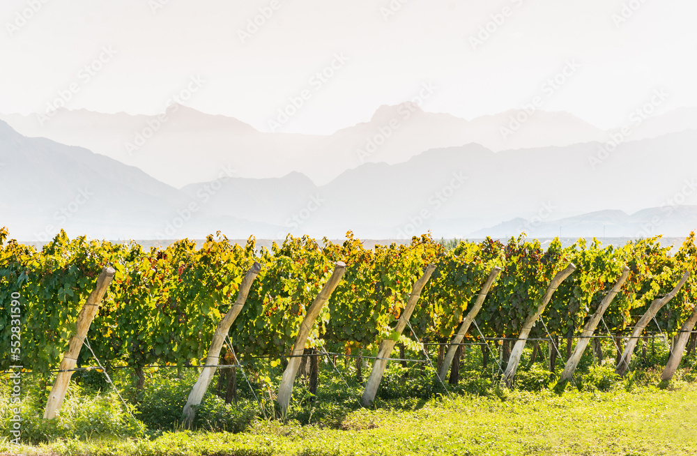 Awesome picture of vineyard in beautiful scenery with big mountains in the background during morning in Calchaquí Valleys, Salta, Argentina. This region specializes in high altitude wines.