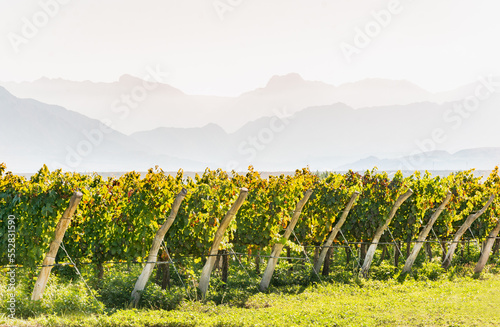 Awesome picture of vineyard in beautiful scenery with big mountains in the background during morning in Calchaquí Valleys, Salta, Argentina. This region specializes in high altitude wines. photo