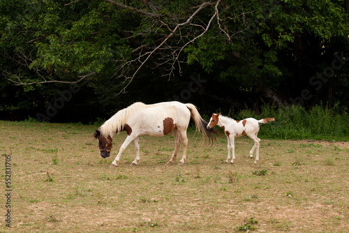 White mare standing with foal in the french countryside