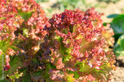 サニーレタスの畑