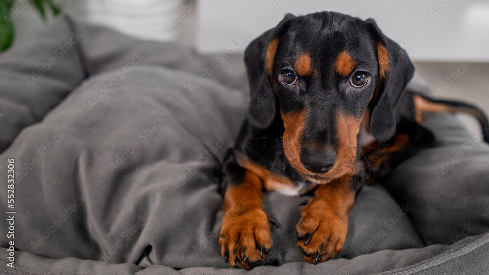 close-up of a dachshund puppy lying on a gray couch close-up of a dachshund puppy lying on a gray couch