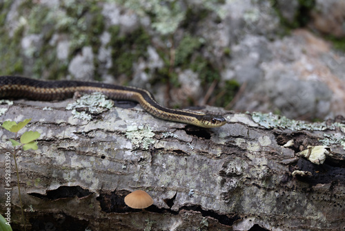 Eastern Garter Snake (Thamnophis sirtalis sirtalis)  Resting on a Dead Tree with Lichen, a Small Mushroom, and a Small Plant photo