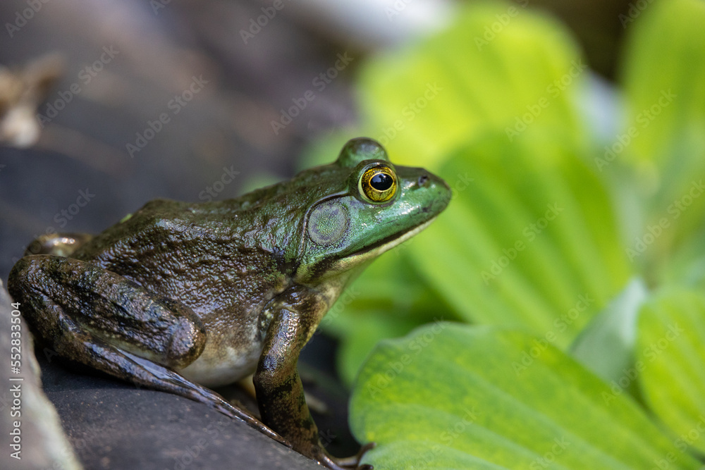 Green Frog Resting Above Green Aquatic Plants on the Edge of a Pond in Connecticut Green Frog Resting Above Green Aquatic Plants on the Edge of a Pond in Connecticut