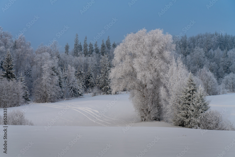 snow covered trees snow covered trees
