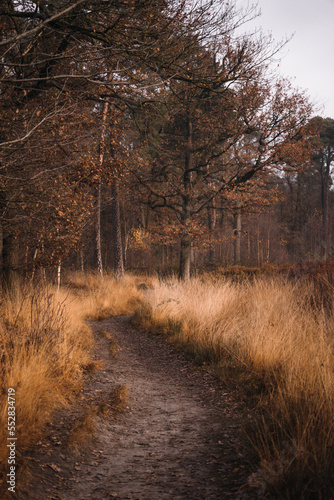 Autumn trail leading into the forest | Landscape Photography, The Netherlands