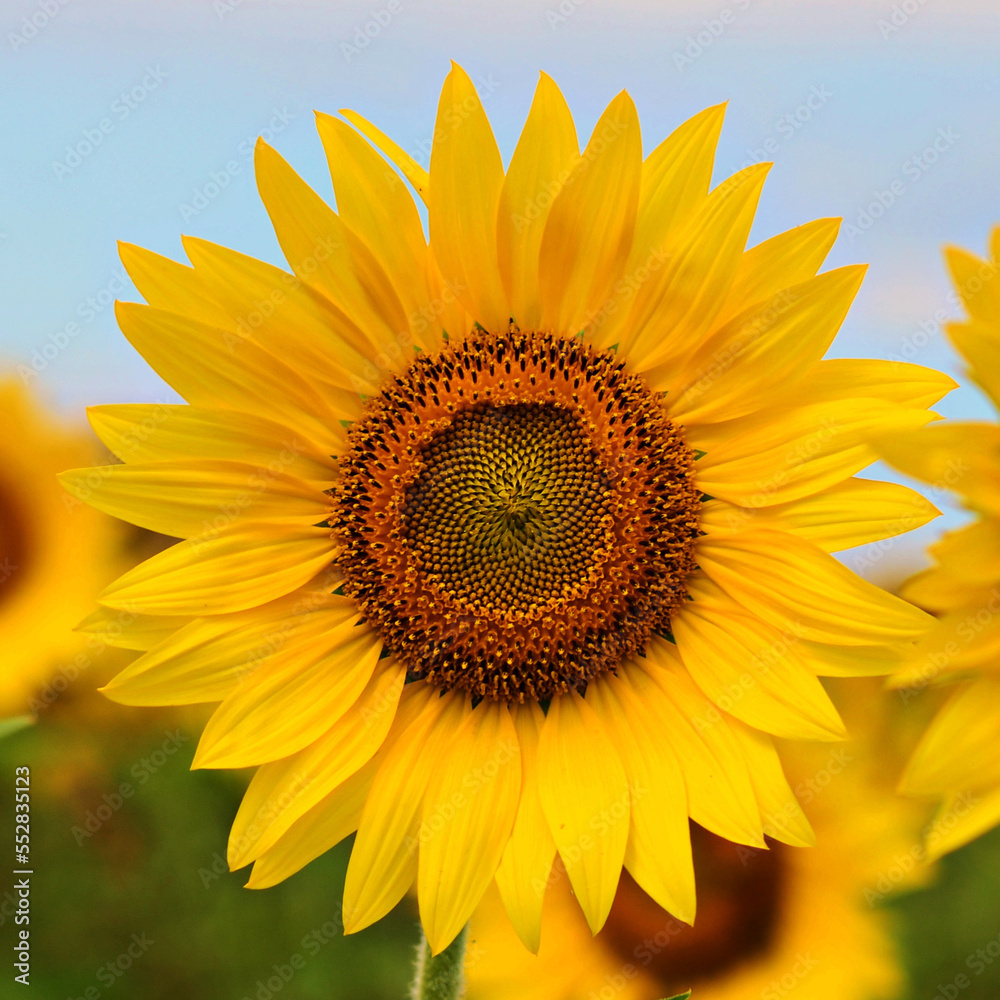 Naklejka premium Nice sunflowers in a beautiful blue sky