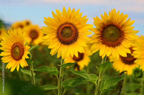 Nice sunflowers in a beautiful blue sky