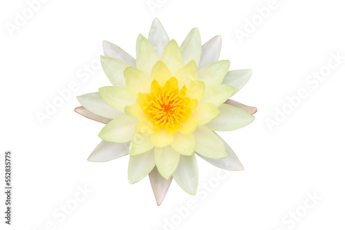 Yellow water lily blooming isolated on transparent background.
