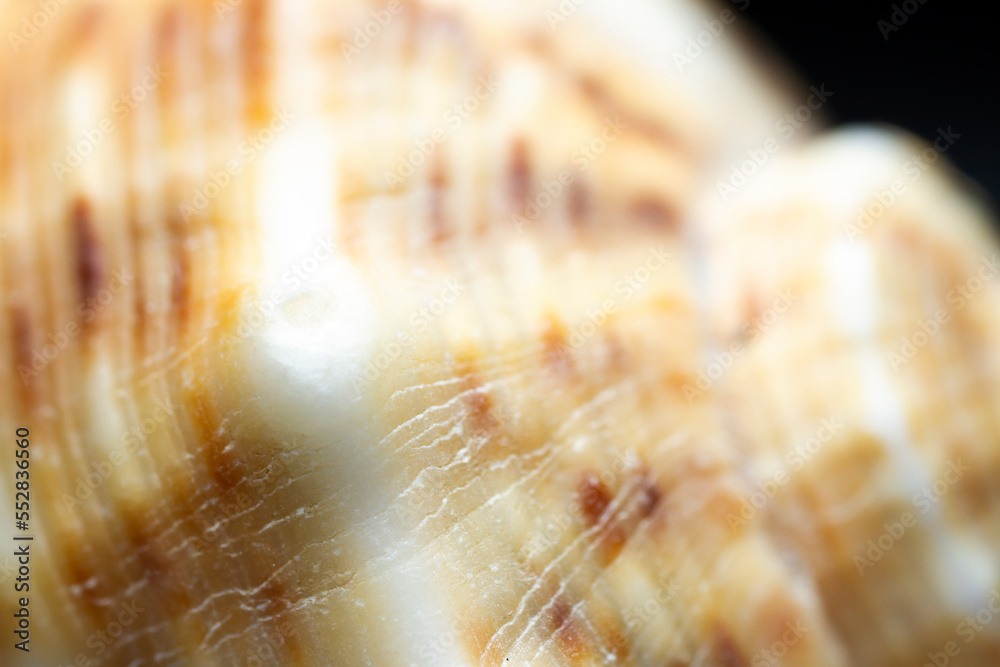 Close up of sea shell Close up of sea shell