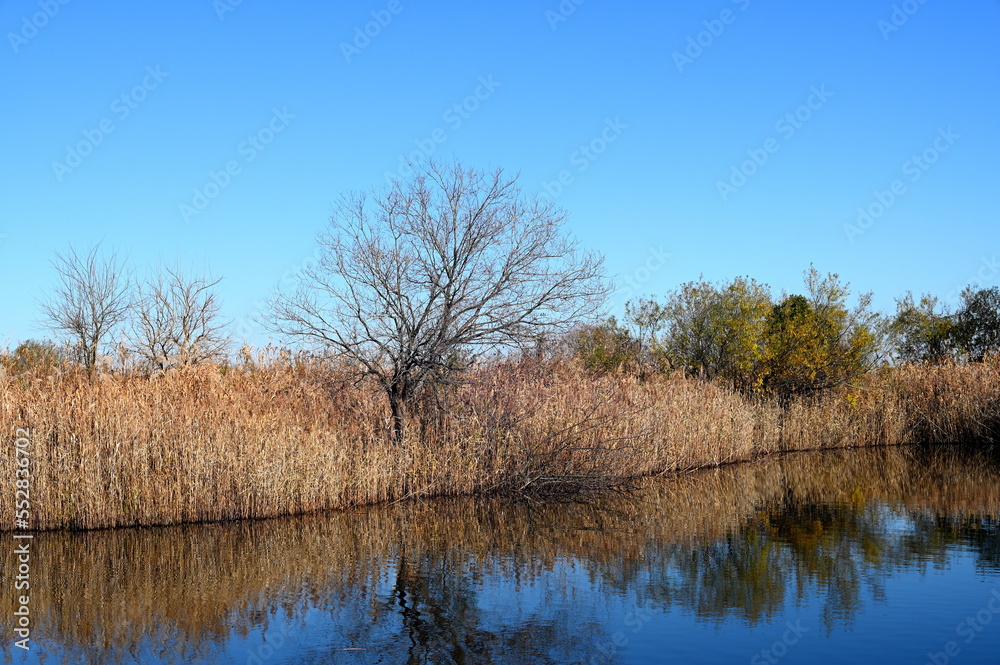 池と枯れ木