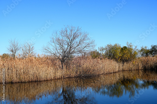 池と枯れ木