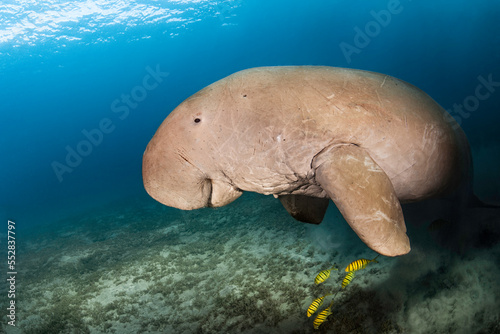 Rare dugong sea cow male with yellow fish in a deep blue of Red Sea in Egypt