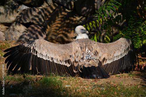 vulture preparing to fly