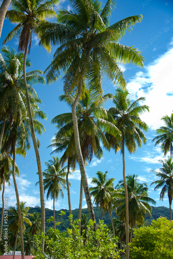 Fototapeta premium palm trees on the beach