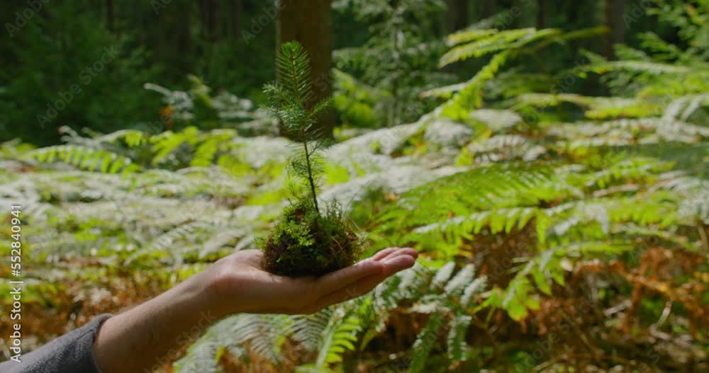 Pine seedling, planting young tree concept. Small spruce in human hand with coniferous green forest with fern on background. Save the planet.