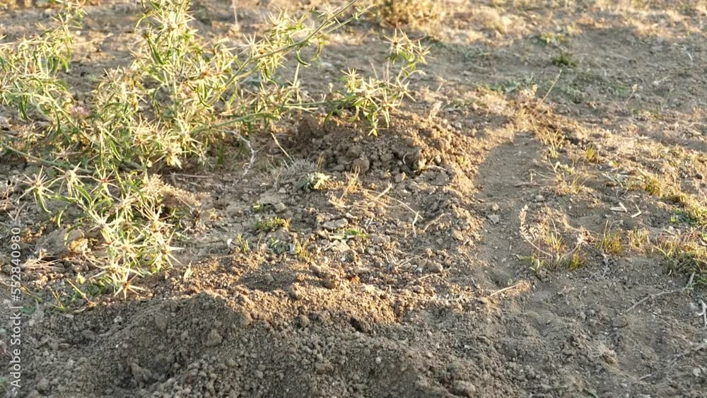 Sheep poop on the ground, fresh sheep poop, in the form of black olives