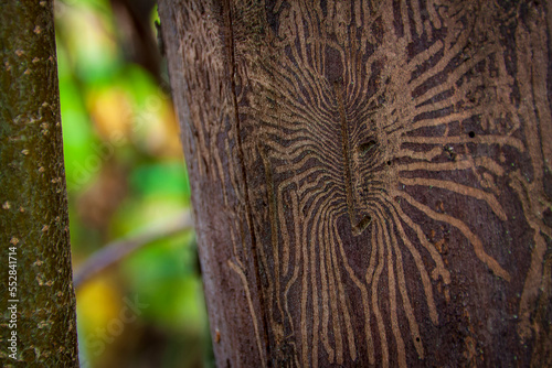 Uriage les Bains, Isère, Rhône-Alpes, France, 20 11 2022 pretty wormholes left by xylophagous insects, wood engraved by insects