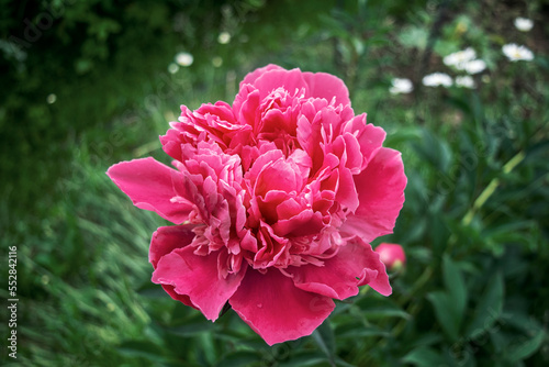 Pink peony flower on a blurred green background close-up.