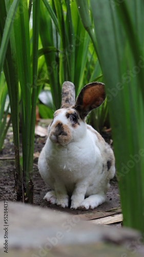 Rex rhinelander rabbit in the green garden sitting and watching curiously. photo