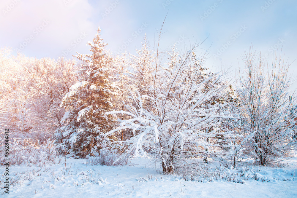 Winter landscape. Forest in the snow. Winter landscape. Forest in the snow.