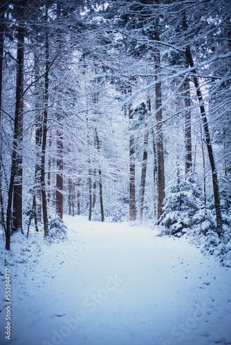 Schnee, Wald, Weg verschneit