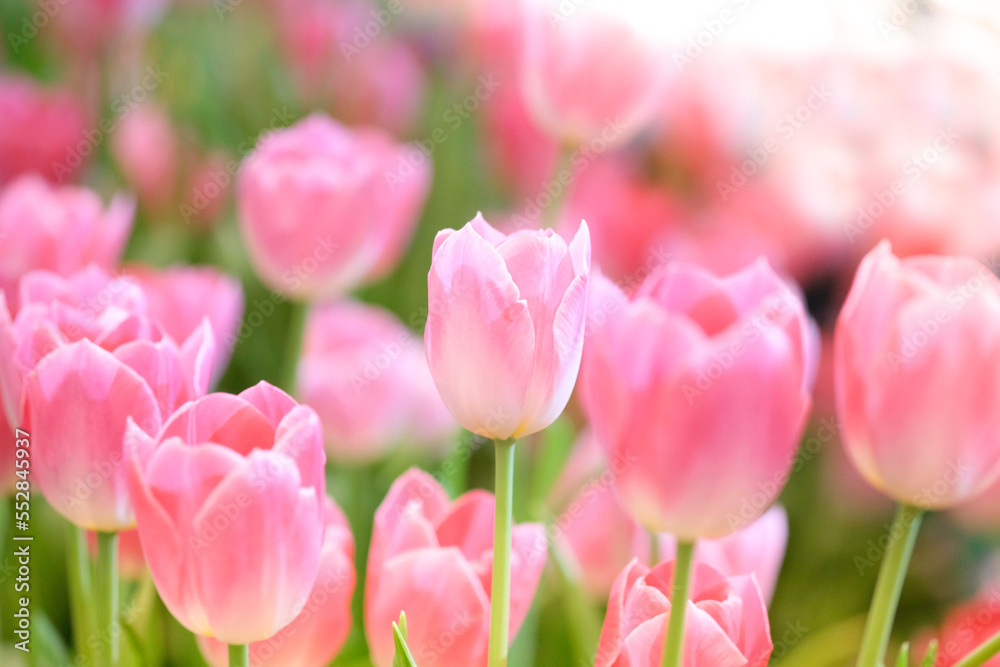 The beautiful tulip flowers in the garden using as the nature background and spring season wallpaper concept. The beautiful tulip flowers in the garden using as the nature background and spring season wallpaper concept.