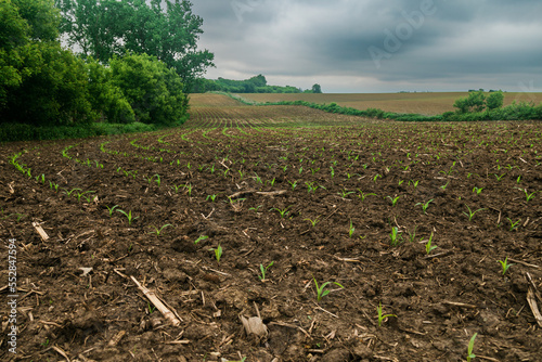 New Rows of Corn in Field with Storm Clouds in the Background