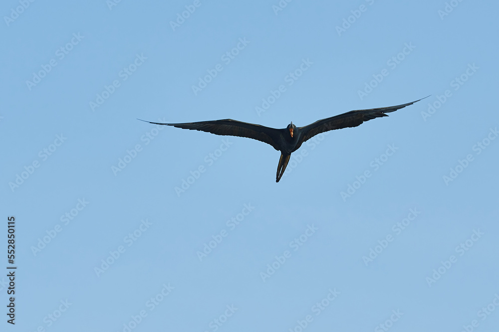 birds on the beach flying with the blue sky in the background birds on the beach flying with the blue sky in the background