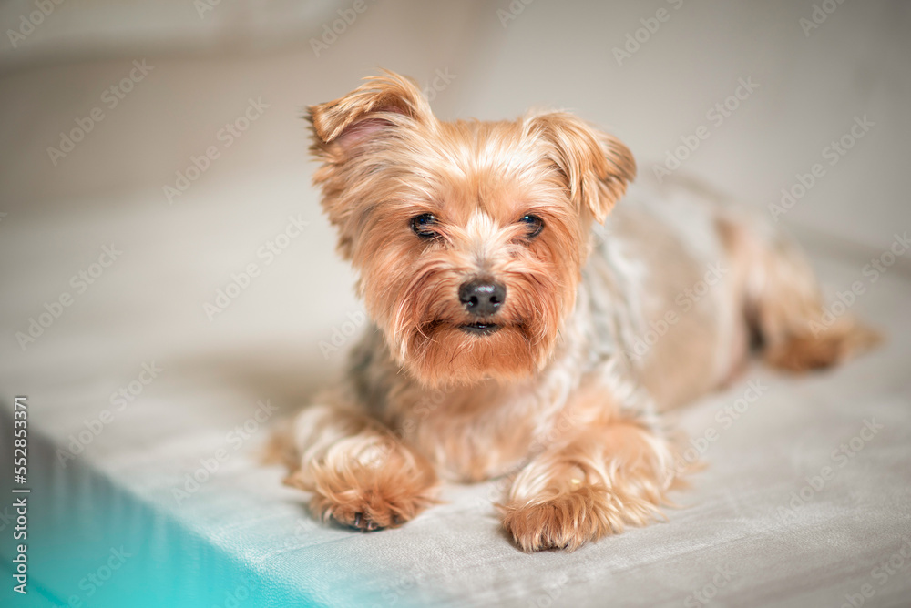 Close-up portrait of a beautiful thoroughbred terrier in a home photo studio.