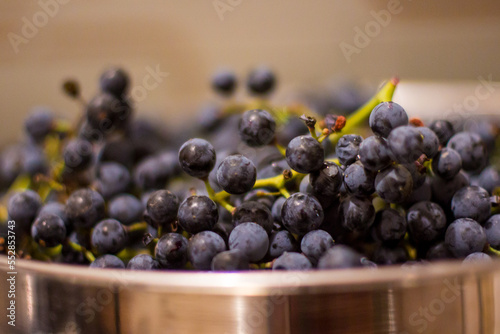 Recipiente metallico con grappoli di Uva Americana