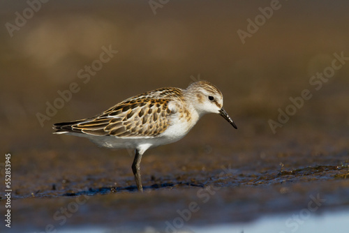 Bird Calidris minuta Little Stint small migratory bird, Poland Europe