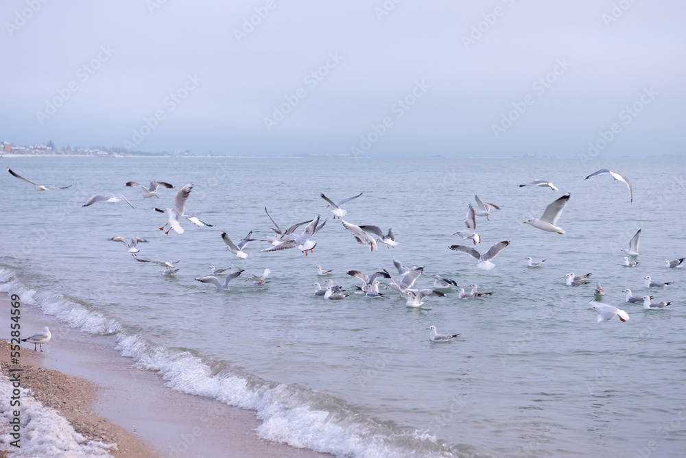 A flock of hungry seagulls circles over the shore of the Sea of Azov in January in search of food.