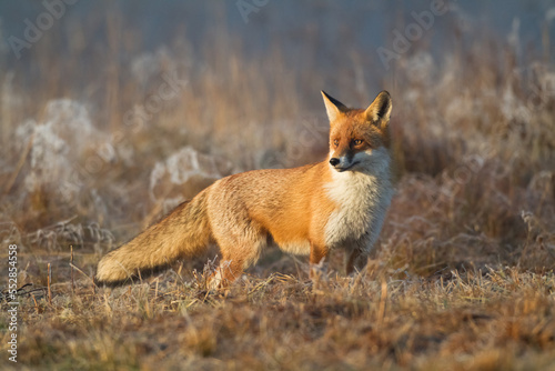 Fox Vulpes vulpes in autumn scenery, Poland Europe, animal walking among autumn meadow © Marcin Perkowski