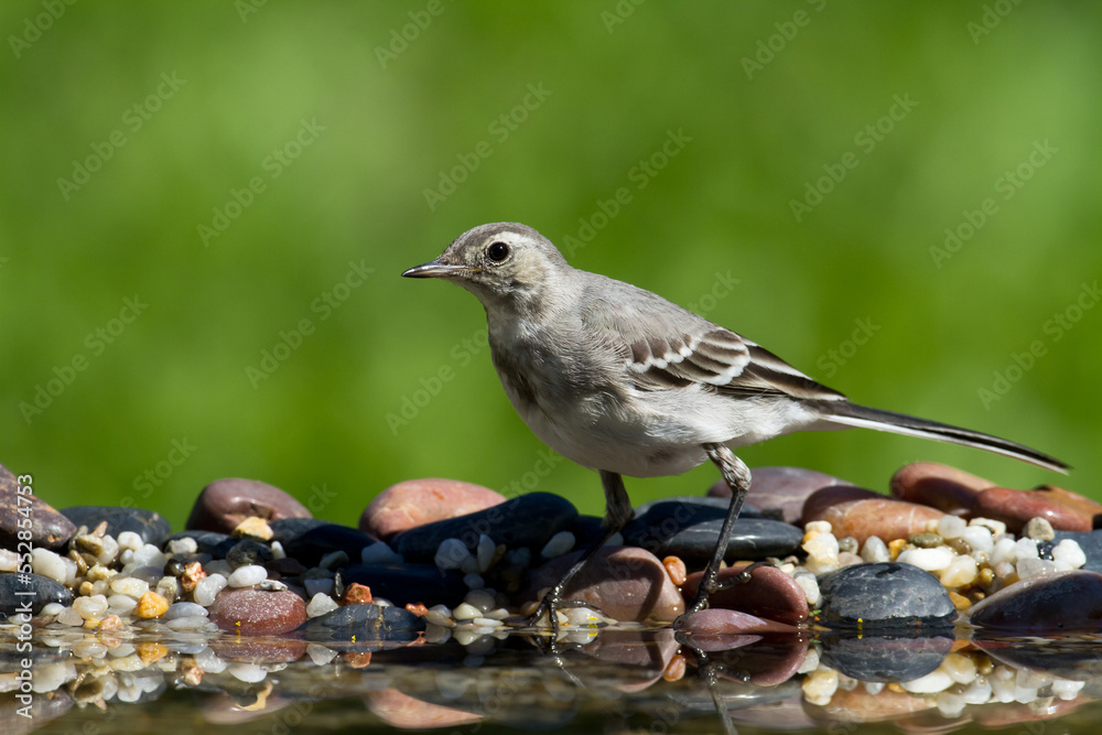Bird white wagtail Motacilla alba small bird with long tail on light brown background, Poland Europe Bird white wagtail Motacilla alba small bird with long tail on light brown background, Poland Europe