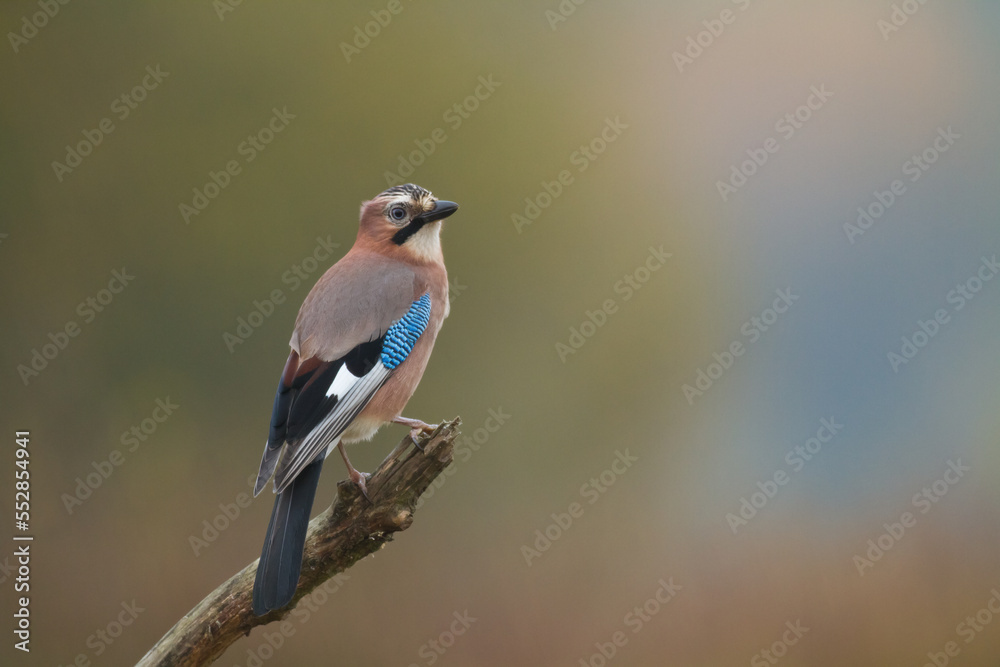 Bird Eurasian Jay Garrulus glandarius sitting on the branch Poland, Europe Bird Eurasian Jay Garrulus glandarius sitting on the branch Poland, Europe