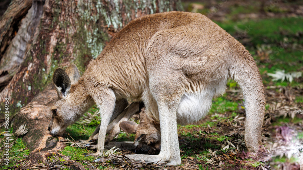 A baby kangaroo comes out of its mother's pocket