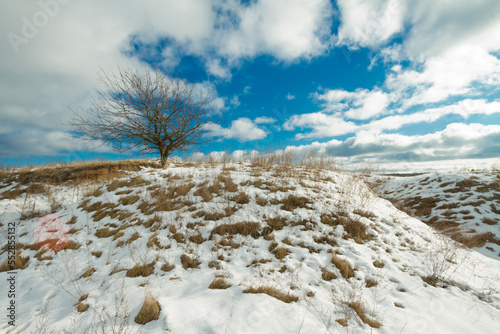 Fototapeta Naklejka Na Ścianę i Meble -  silhouette of lonely tree on the hill in Poland, Europe on sunny day in winter, amazing clouds in blue sky