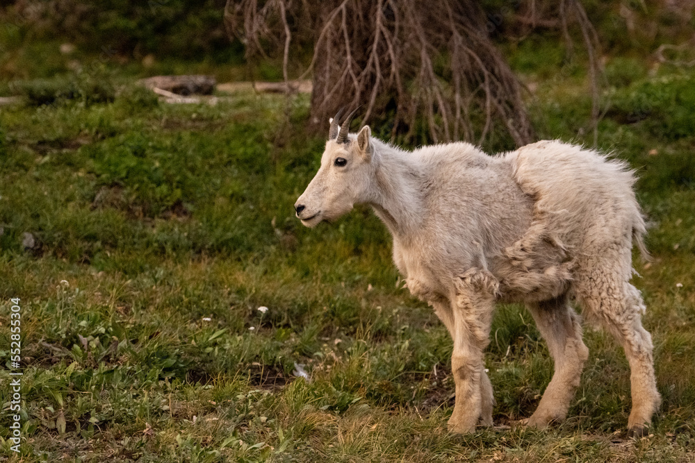 Profile of Shaggy Young Mountain Goat Profile of Shaggy Young Mountain Goat