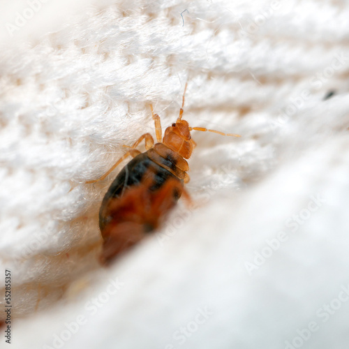 Young bedbug in the crease of the mattress macro. Disgusting blood-sucking insect. photo