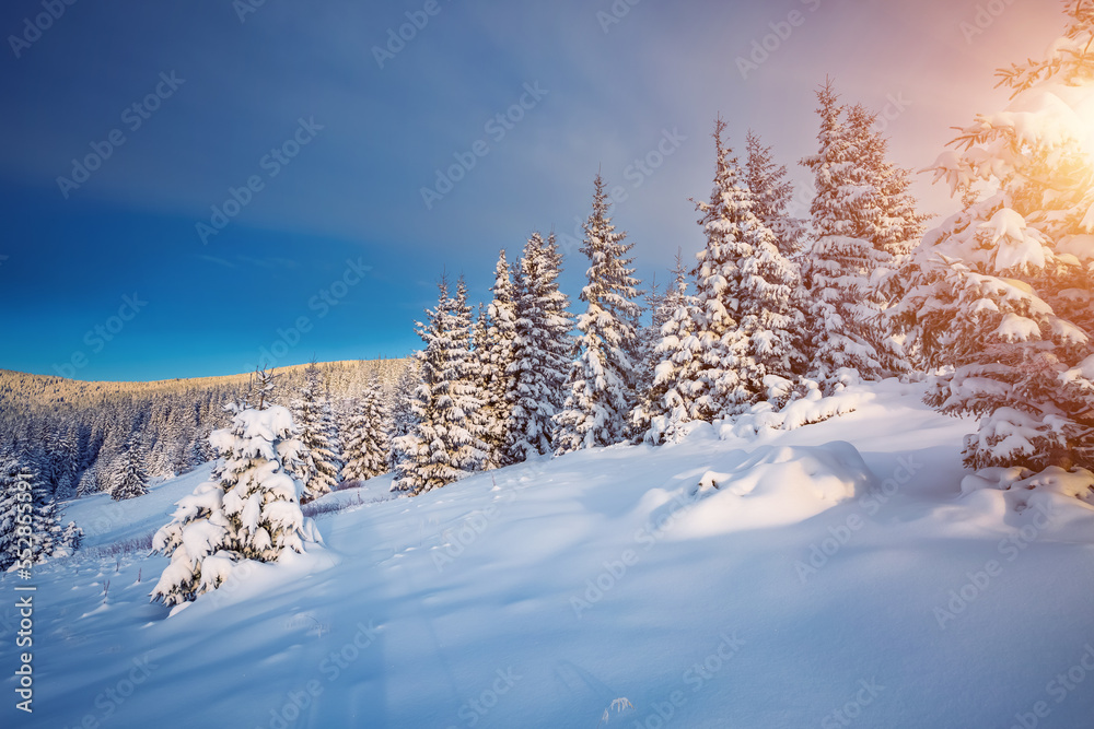 Tranquil snowy landscape and Christmas trees on a frosty sunny day. Tranquil snowy landscape and Christmas trees on a frosty sunny day.