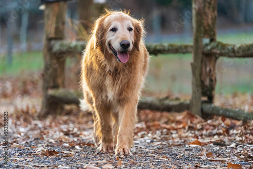 Golden retriever in autumn park at sunset